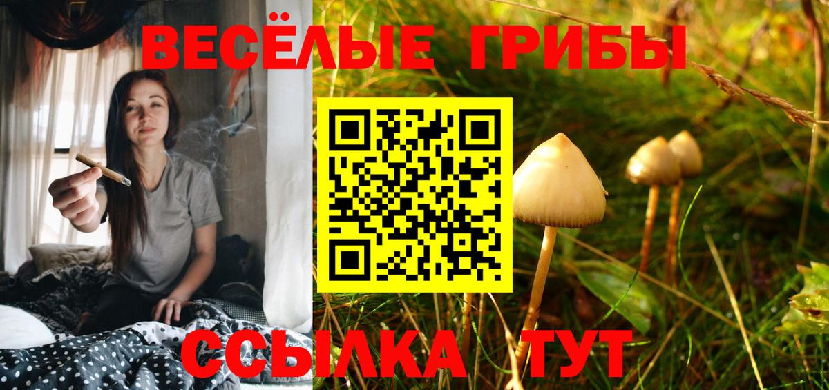 Галлюциногенные грибы GOLDEN TEACHER  Псилоцибиновые грибы MAGIC MUSHROOMS  Тамбов  Вход с VPN 